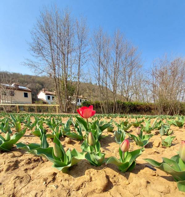 Tulipani Colli Euganei