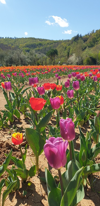 Tulipani Colli Euganei