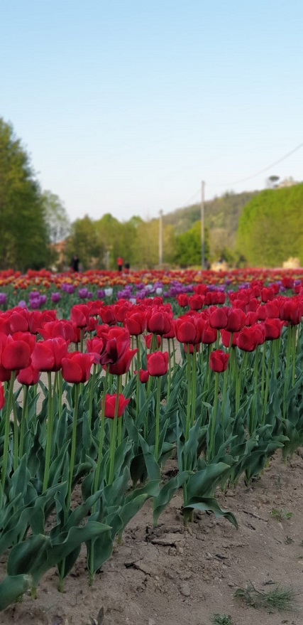 Tulipani Colli Euganei